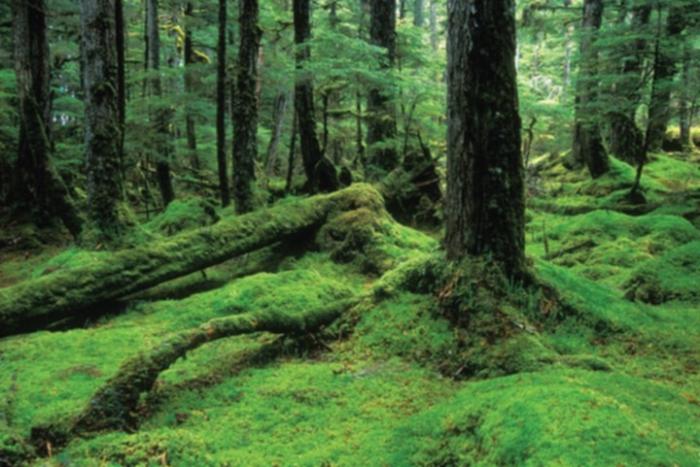 Protección ambiental