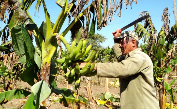 PLATANO