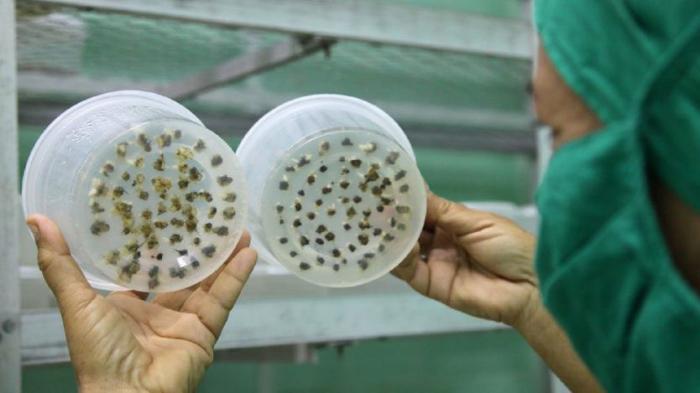Biofábrica avileña obtendrá semillas de papa