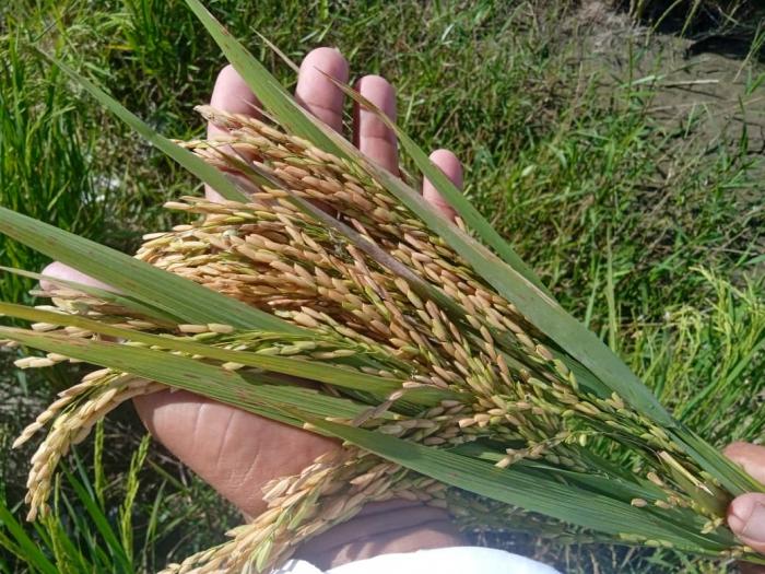 La variedad de semilla cubana ha tenido rendimientos similares a las híbridas vietnamitas introducidas por el proyecto.