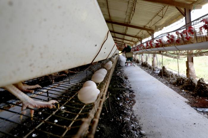 La avicultura estatal necesita reinventarse, probar y evaluar los resultados de nuevas fórmulas de producción. FOTO: RICARDO LÓPEZ HEVIA