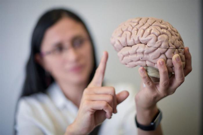Cerebros humanos