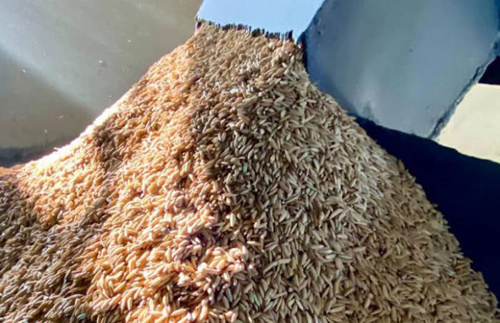 arroz