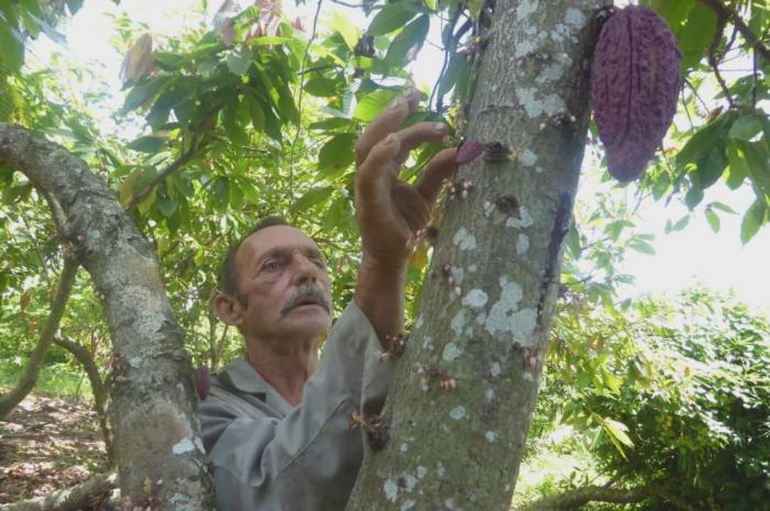 cacao