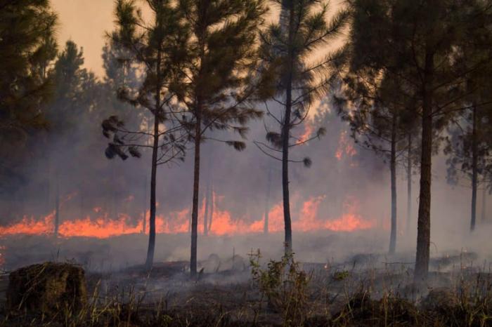 incendio forestal