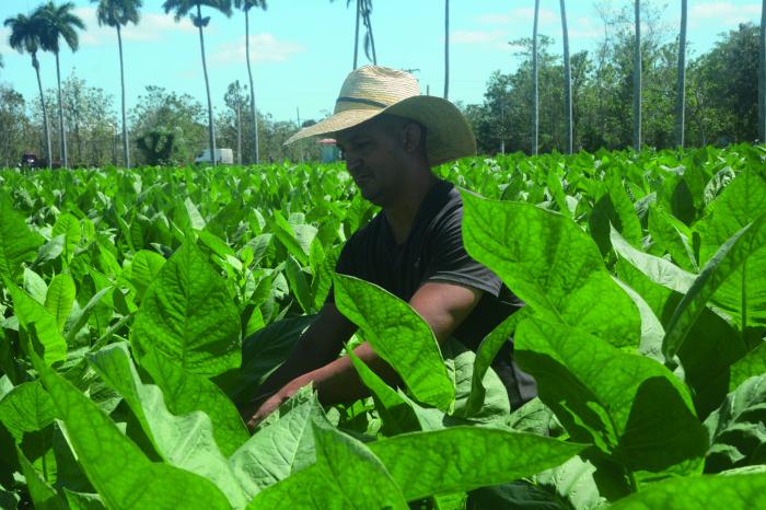 Producción de tabaco