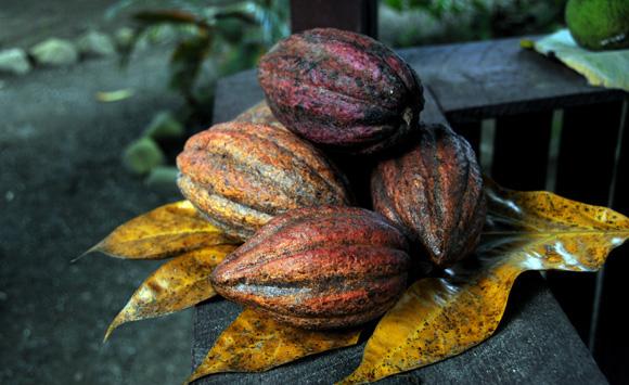Una alianza para reactivar la industria del cacao