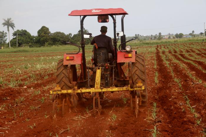 Trabajo productivo en la agricultura de la finca del Partido.