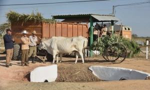 ganaderia