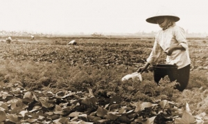 Aquellas mujeres laboraban afanosamente para propiciar el desarrollo de la nación. Foto del autor