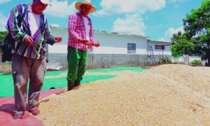 Después que Reinier (con sombrero) sembró el maíz transgénico, no quiere saber del anterior. foto del autor