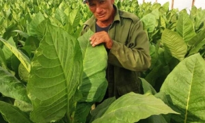 TABACO
