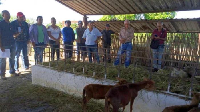 Carne ovina
