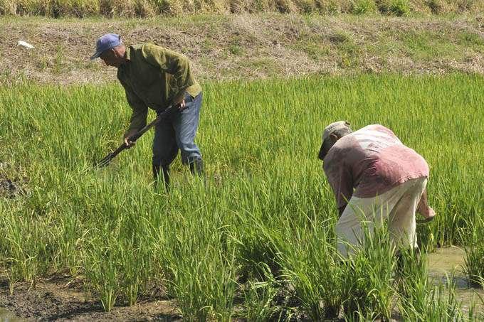 autoabastecerse de arroz
