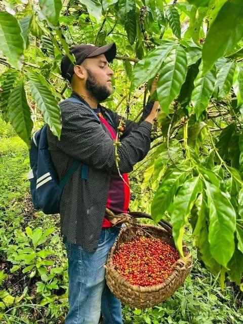 En Tercer Frente, el mayor productor del país avanza la zafra cafetalera