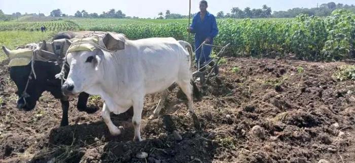 agricultura Santiago