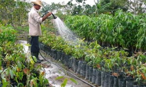 agricultura