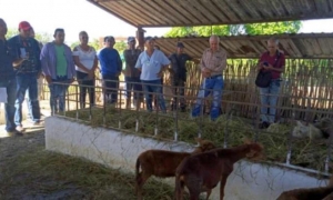 Carne ovina