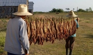 Sancti Spíritus ensarta otra vez la ruta del tabaco