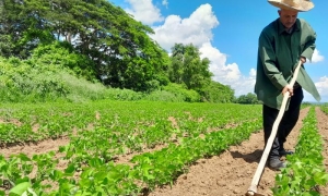 agricultor