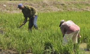 autoabastecerse de arroz
