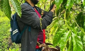 En Tercer Frente, el mayor productor del país avanza la zafra cafetalera