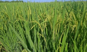 proyecto para la producción de arroz Vietnam-Cuba