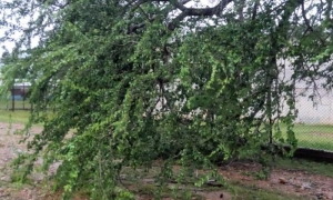 Primeras imágenes de la afectación de Melissa