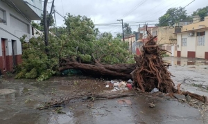 Se reporta caída de árboles en Bayamo