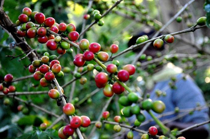 Agricultura en el oriente cubano
