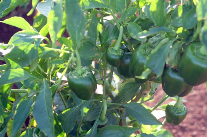 Producción agropecuaria