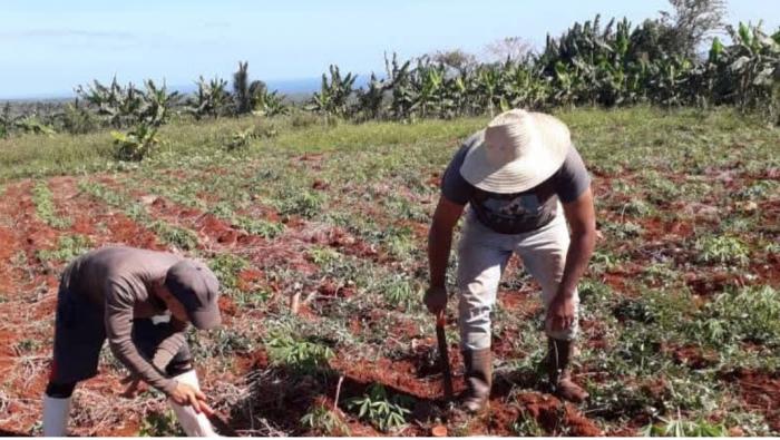 Recuperación de las afectaciones de Melissa