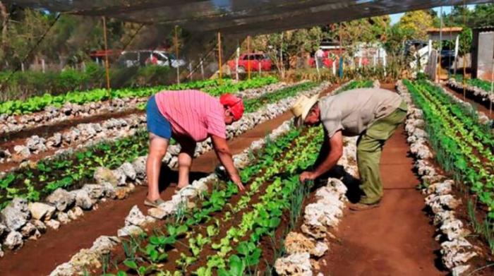 cultivos varios recuperadas 