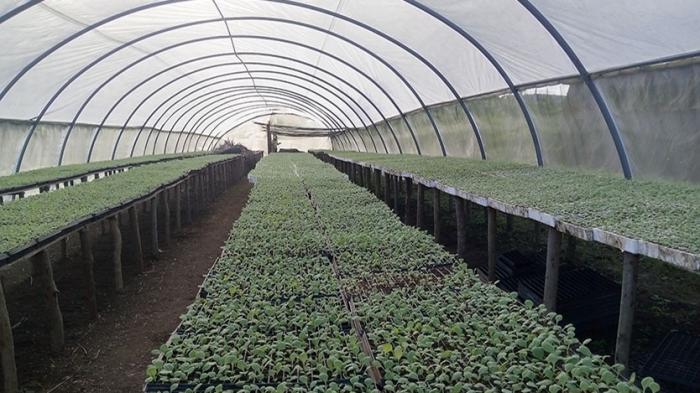 Campaña tabacalera en Ciego de Ávila