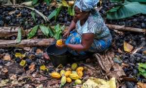 Exportaciones de países subdesarrollados dependen fundamentalmente de renglones primarios, con bajo valor agregado.