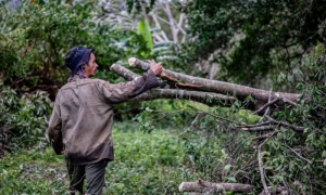 Todo lo que tumbó el viento tendrá que recogerlo el ser humano.