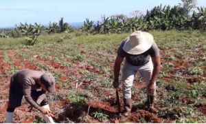Recuperación de las afectaciones de Melissa