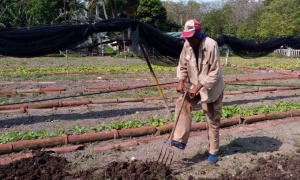 siembras de cultivos de ciclo corto en Granma