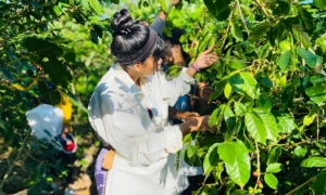 Cafetaleros del Alto Oriente