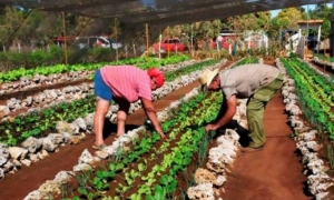 cultivos varios recuperadas 