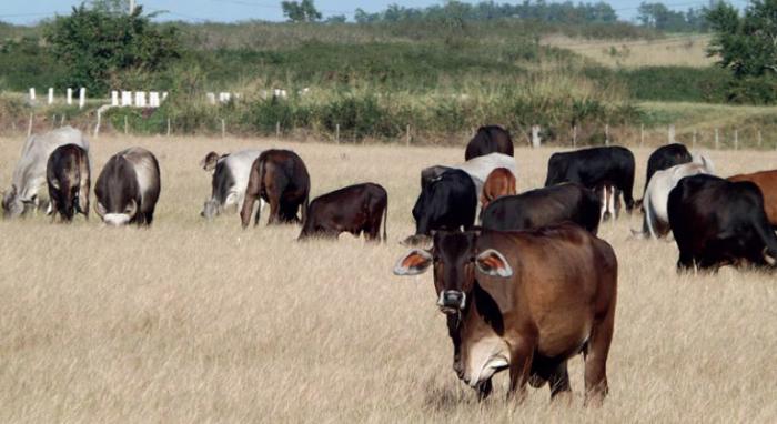 El procesamiento con valor agregado en las pequeñas industrias es vital para el desarrollo de la ganadería. Foto tomada tiempo 21