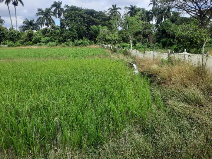 Taguasco busca impulsar el movimiento popular arrocero