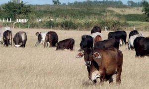 El procesamiento con valor agregado en las pequeñas industrias es vital para el desarrollo de la ganadería. Foto tomada tiempo 21