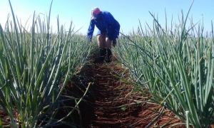 producción de alimentos 