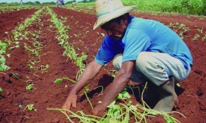 CULTIVOS Siembra de Boniato