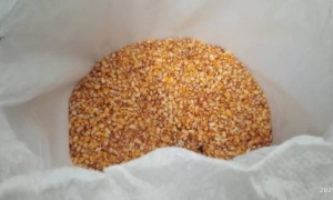 las plantas oleaginosas