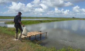 Cultivo de Tilapia