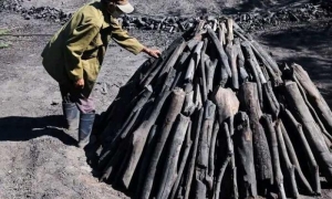 silvicultora de Niquero, Granma