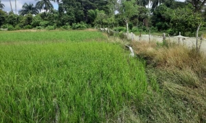 Taguasco busca impulsar el movimiento popular arrocero