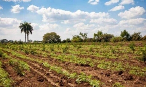 diversificación de cultivos en la campaña de invierno